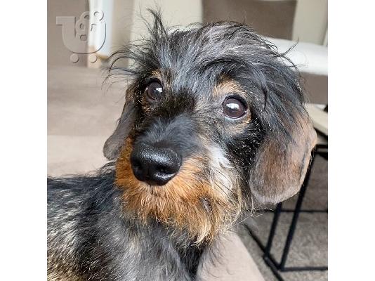 PoulaTo: Καθαρόαιμο Dachshund